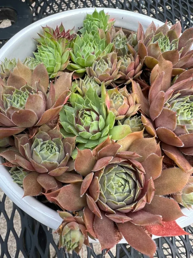 hens-and-chicks-dying