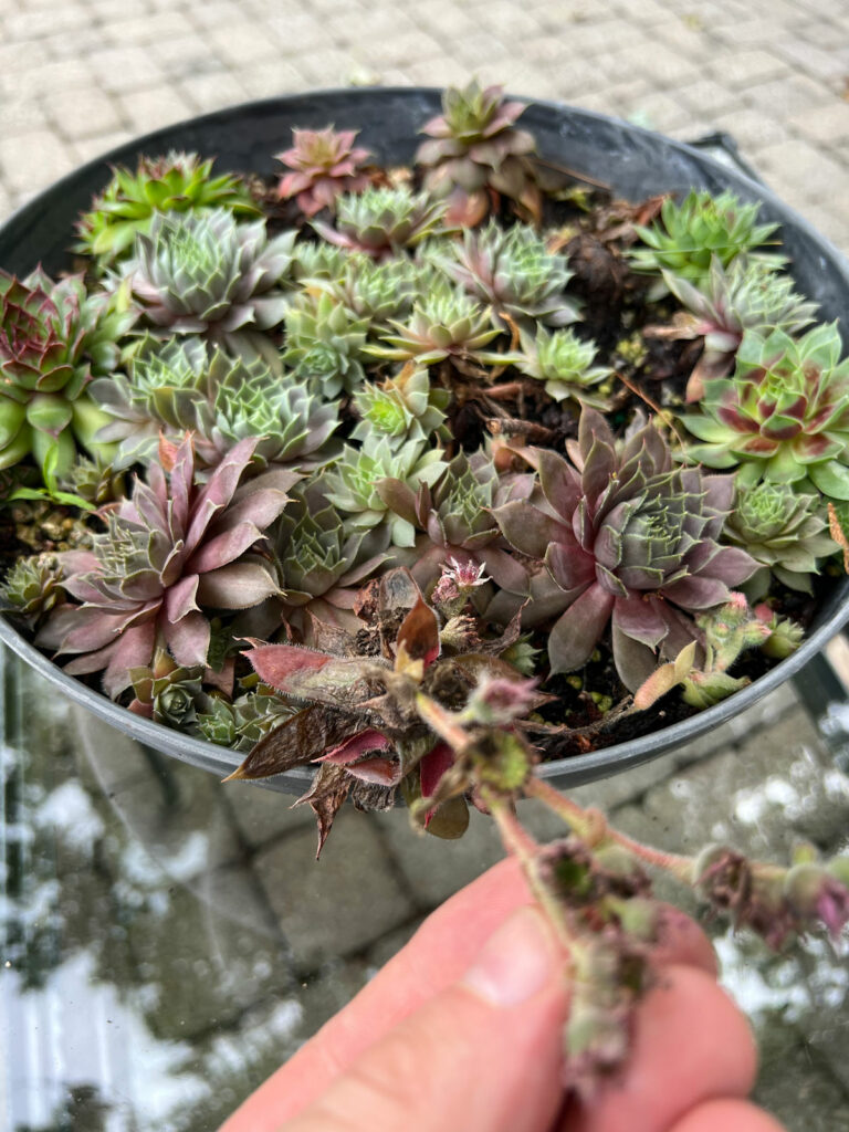 hens-and-chicks-dying