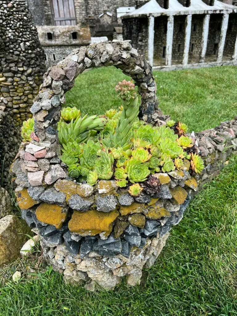 hens-and-chicks-dying