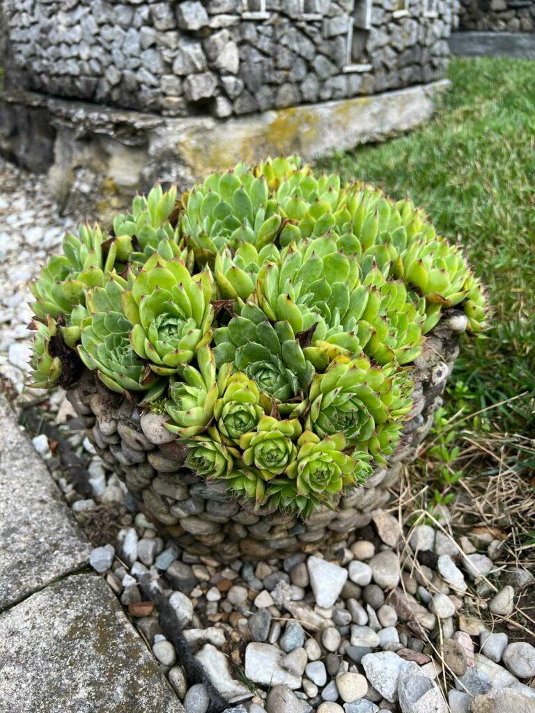 hens-and-chicks-dying