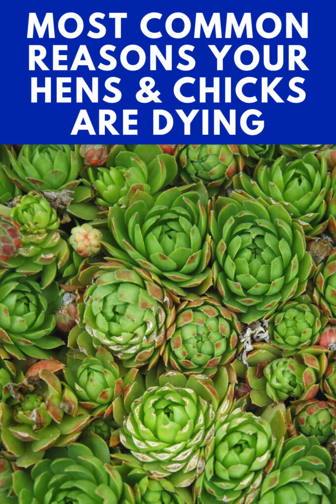 hens-and-chicks-dying