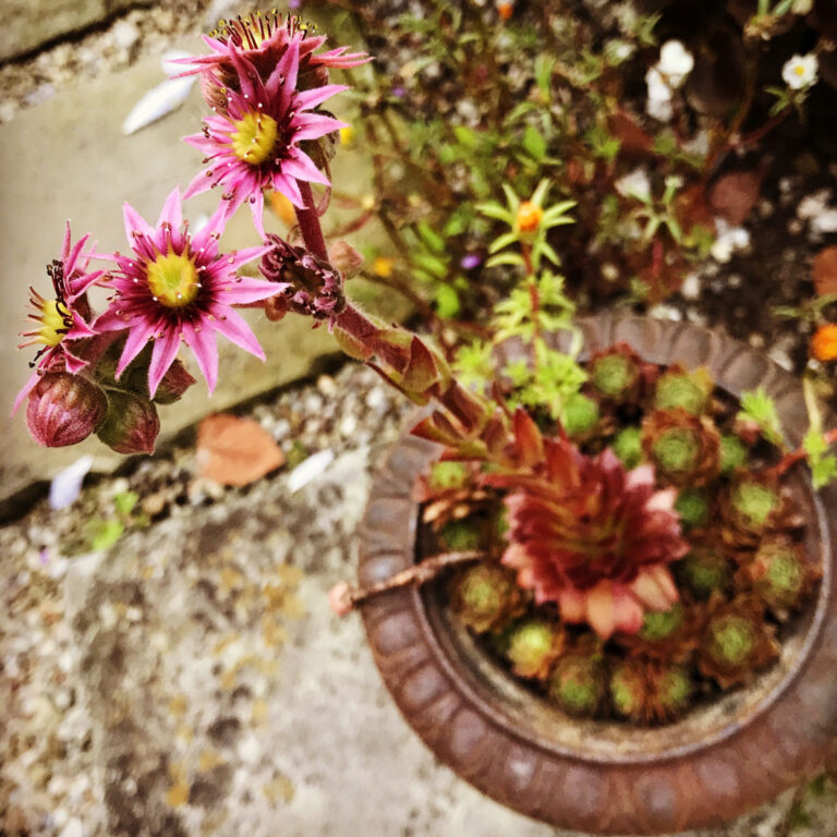 HENS AND CHICKS DYING?  HERE ARE THE TOP 3 REASONS WHY