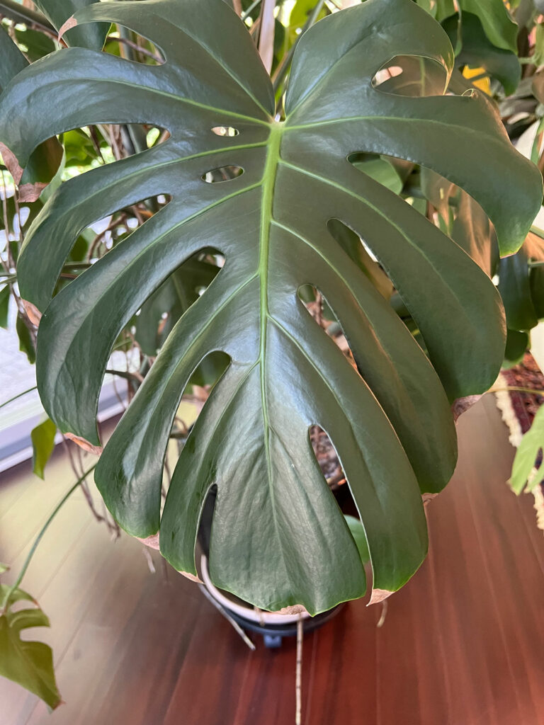 puntas marrones monstera