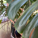 Monstera Brown Tips - 6 Common Causes + Fixes monstera-brown-tips