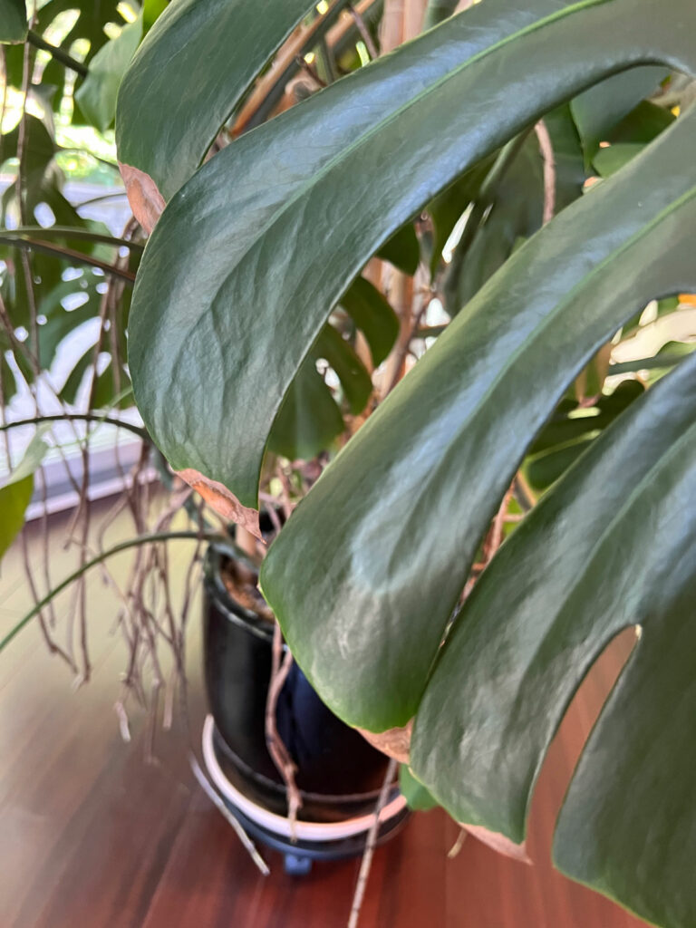 monstera-brown-tips