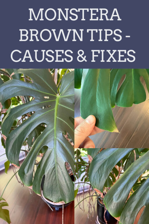 Monstera Brown Tips 6 Common Causes + Fixes