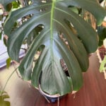 monstera-brown-tips-featured-pic