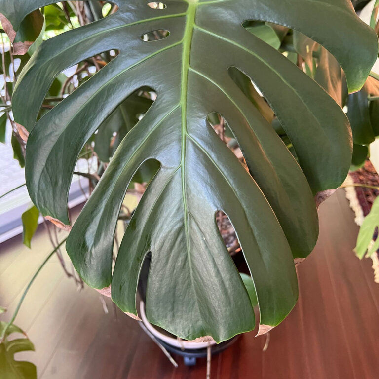 Monstera Brown Tips - 6 Common Causes + Fixes