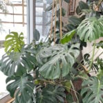 Is Your Monstera Falling Over? 4 Tips to Keep it Upright monstera-falling-featured-pic