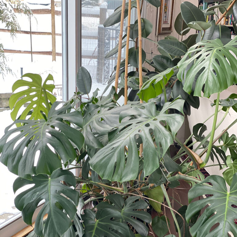 Is Your Monstera Falling Over?  4 Tips to Keep it Upright
