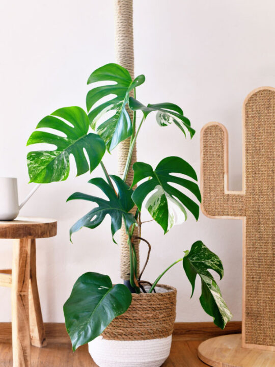 Is Your Monstera Falling Over? 4 Tips to Keep it Upright