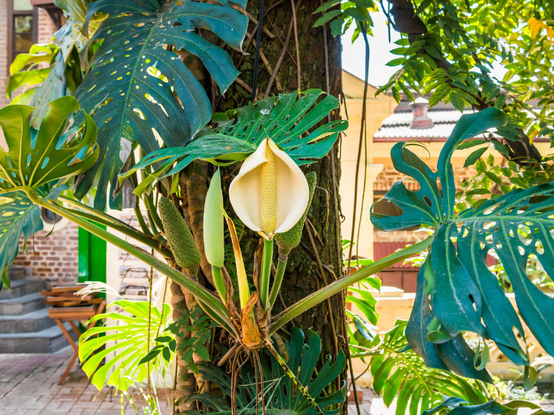 monstera-falling-over-leaning