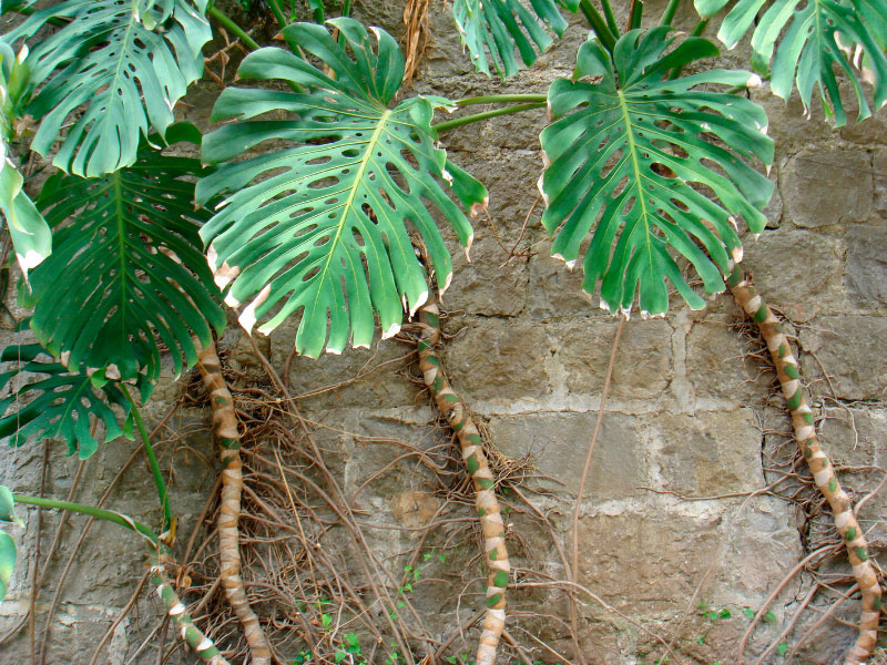 monstera-falling-over-leaning