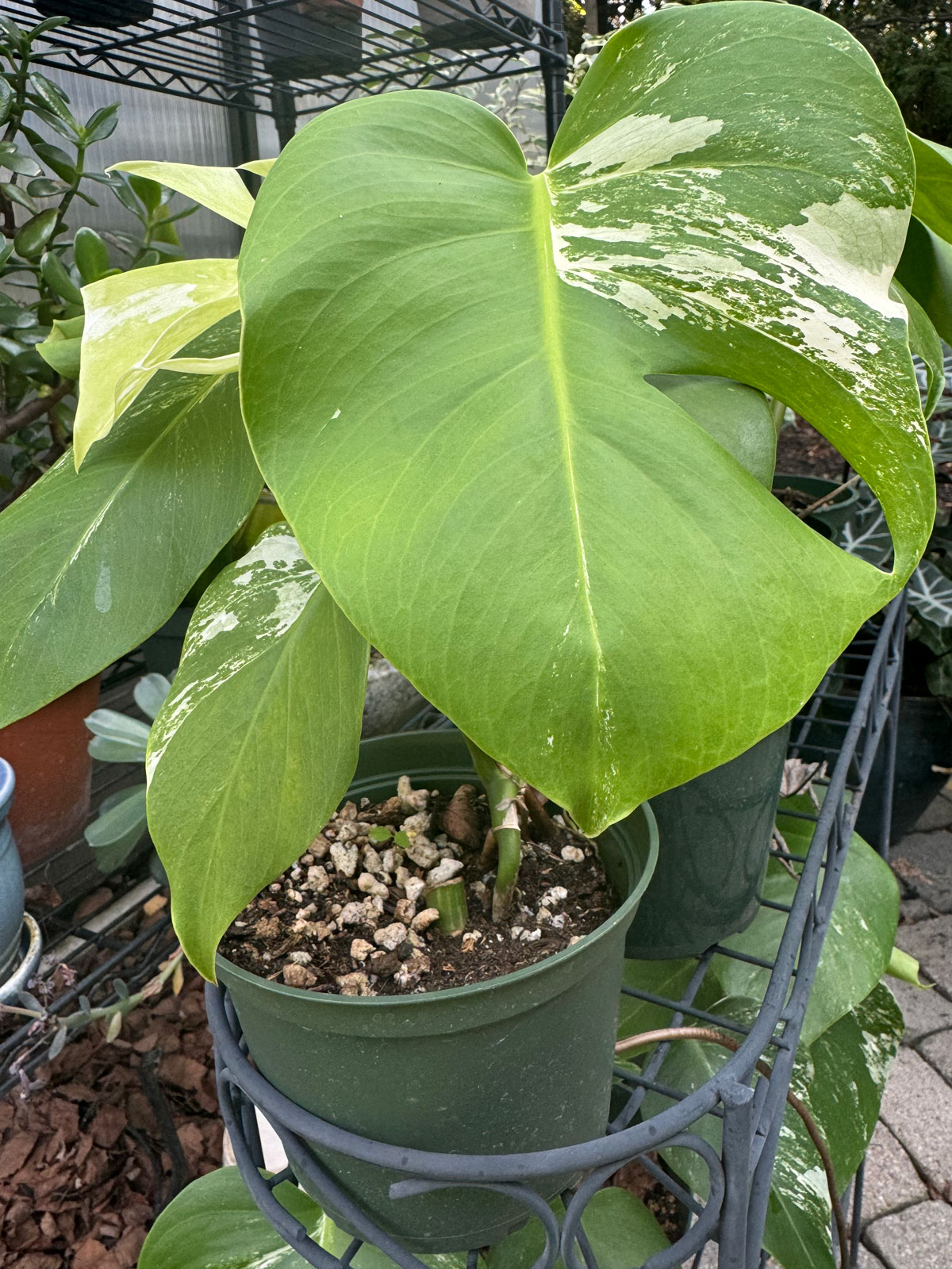 plastic-monstera-pots