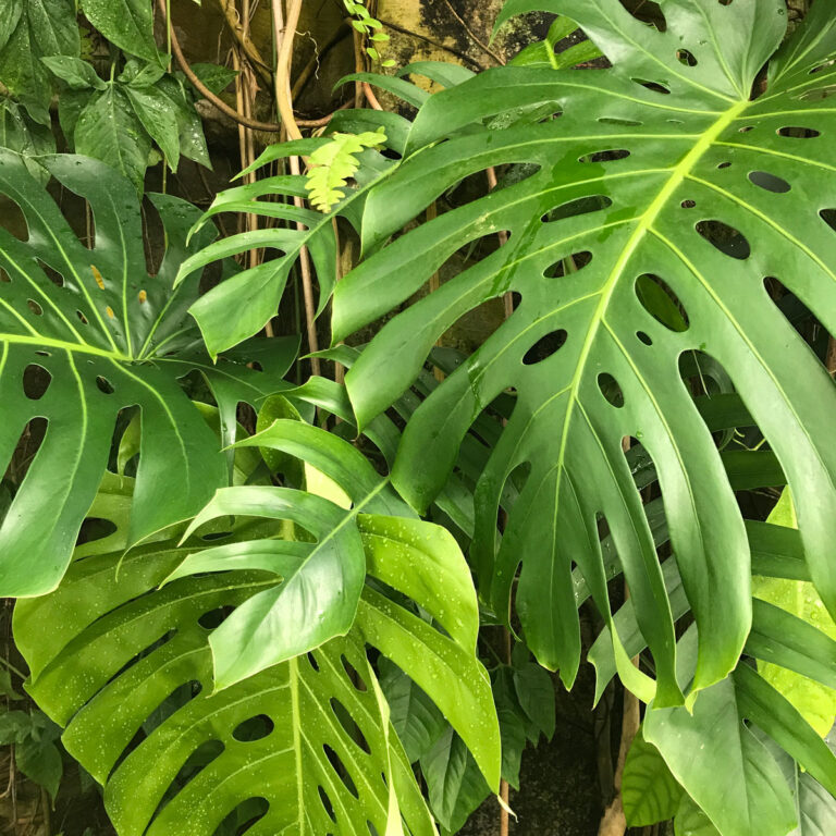 Monstera Pots:  4 Tips in Choosing the Best Pot for Monstera