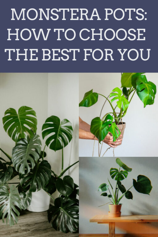 Monstera Pots 4 Tips in Choosing the Best Pot for Monstera