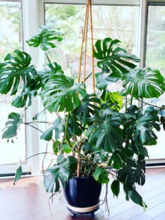 Monstera Deliciosa - 'Hole plant' Planter Monstera dans un pot de gazon 