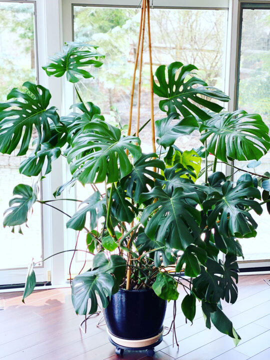 Monstera Pots 3 Tips in Choosing the Best Pot for Monstera