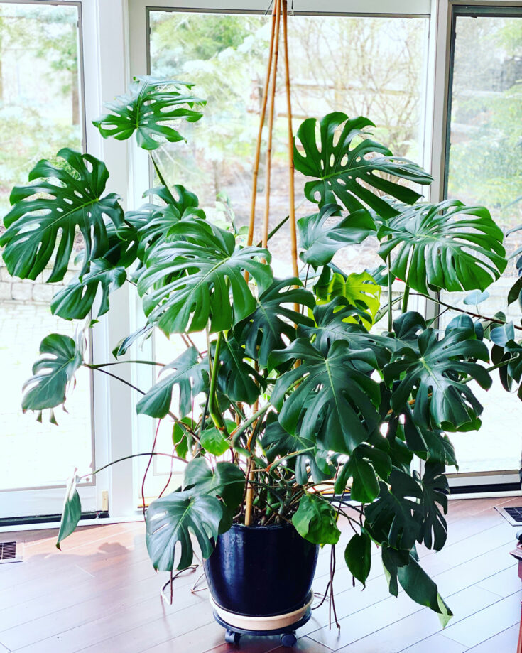 Is Your Monstera Falling Over? 4 Tips to Keep it Upright