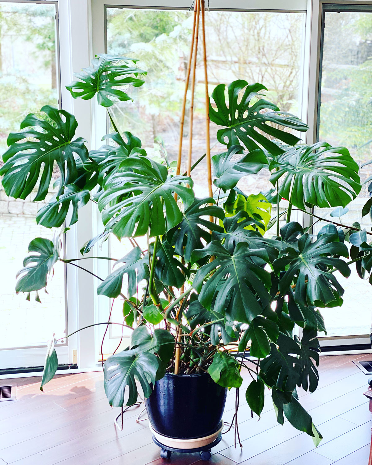 my monstera is so much happier on his moss pole! : r/houseplants