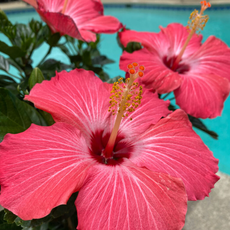 Overwintering Hibiscus - 5 Simple Steps for Success