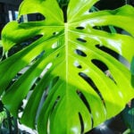 repotting-monstera-featured-pic