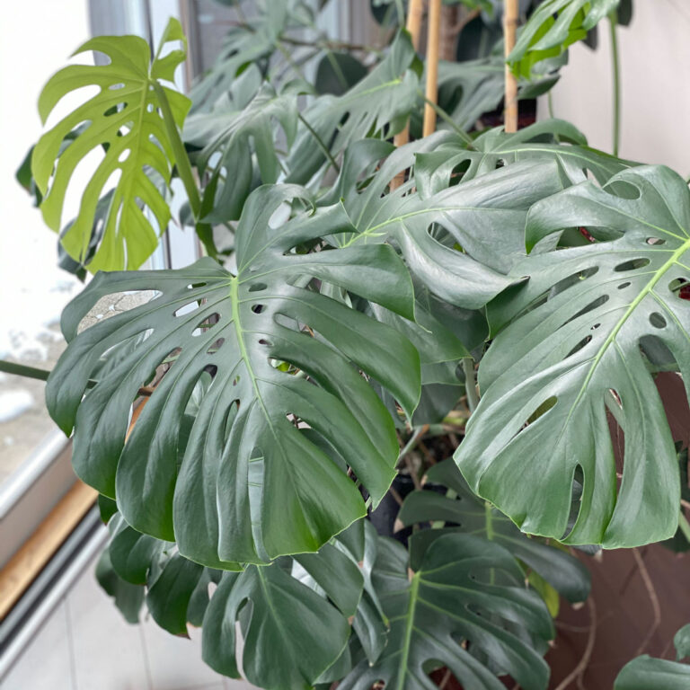 Repotting Monstera in Winter:  Can You? + Other Winter Tips