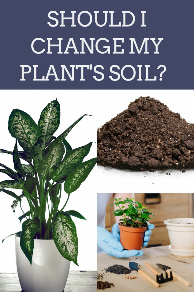 should-i-change-my-plants-soil