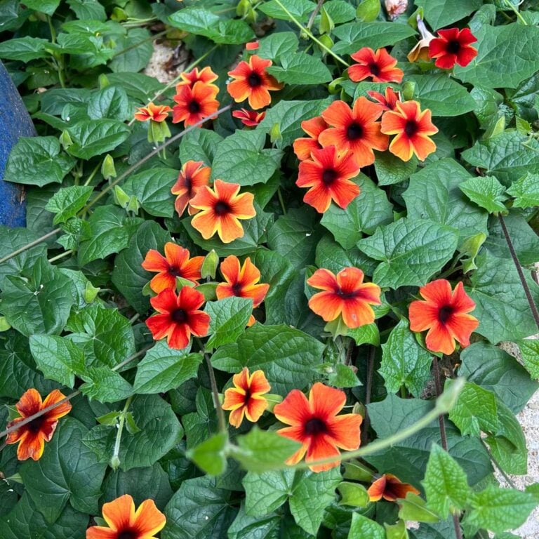 Black Eyed Susan Vine Trellis Ideas + Care Tips (Thunbergia)