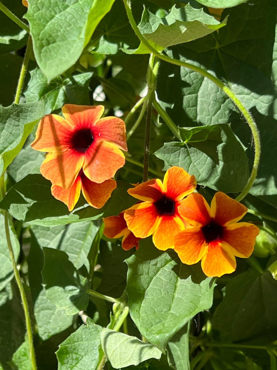 Black Eyed Susan Vine Trellis Ideas + Care Tips (Thunbergia)