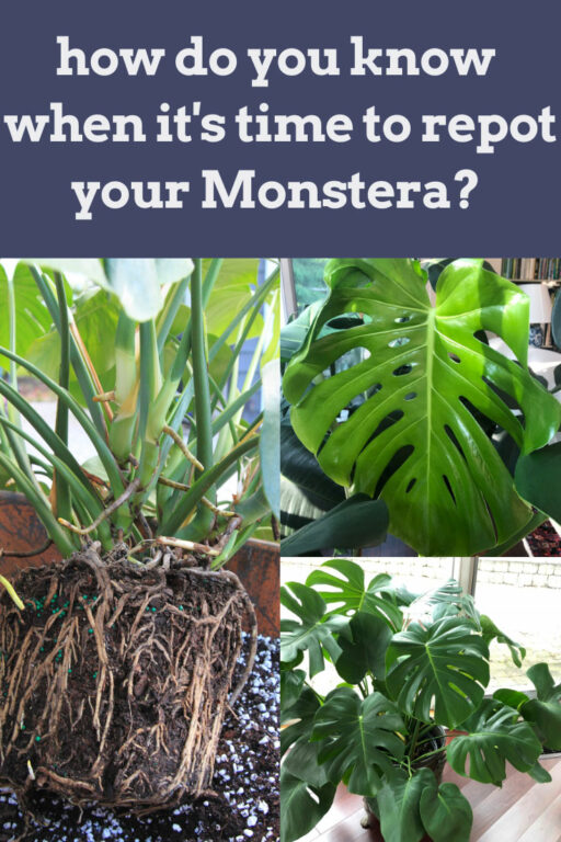 WHEN to Repot Monstera 5 Signs That It May Be Time to Act!