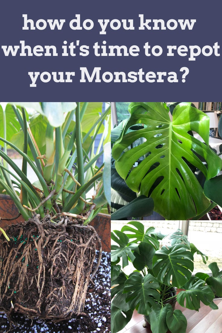 WHEN to Repot Monstera 5 Signs That It May Be Time to Act!