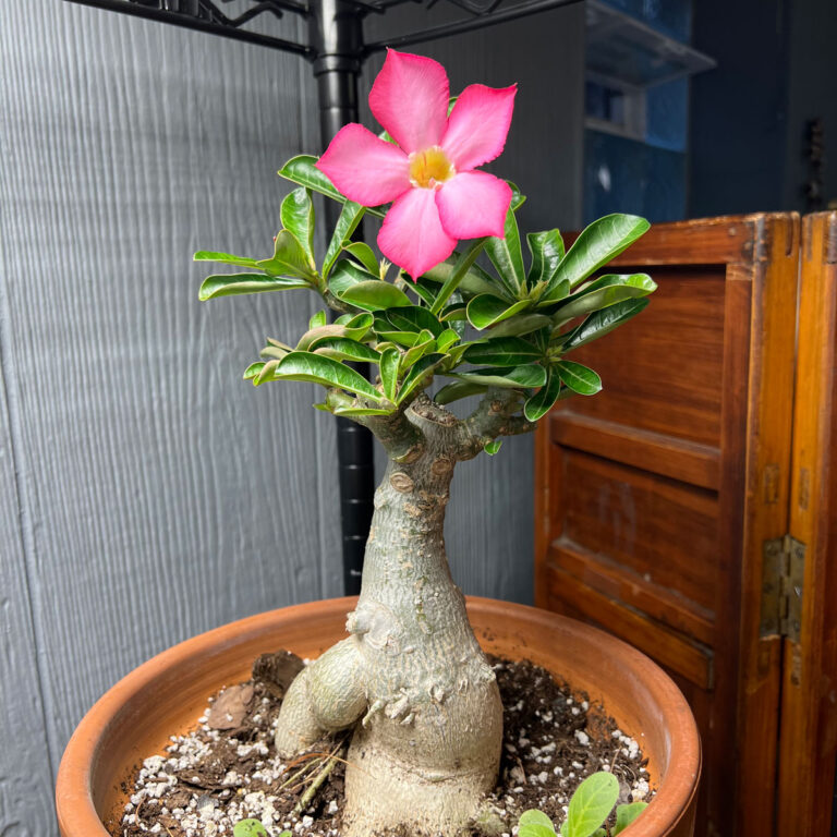 Desert Rose Dying?  11 Helpful Tips to Grow Adenium obesum
