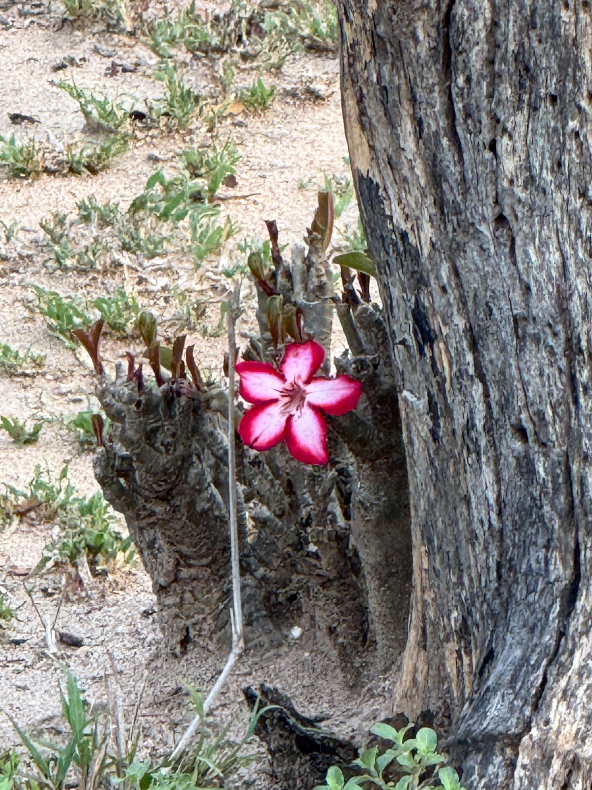 adenium-in-nature