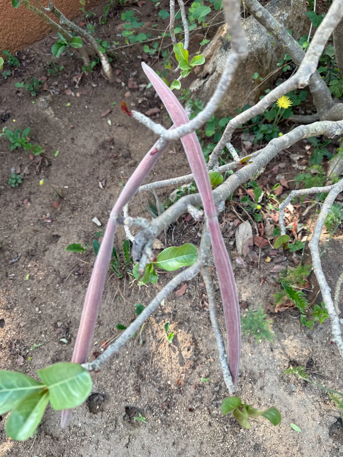 adenium-seed-pod
