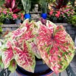 Caladium Problems: 10 Common Problems & Questions Answered! caladium-problems-raspberry-moon