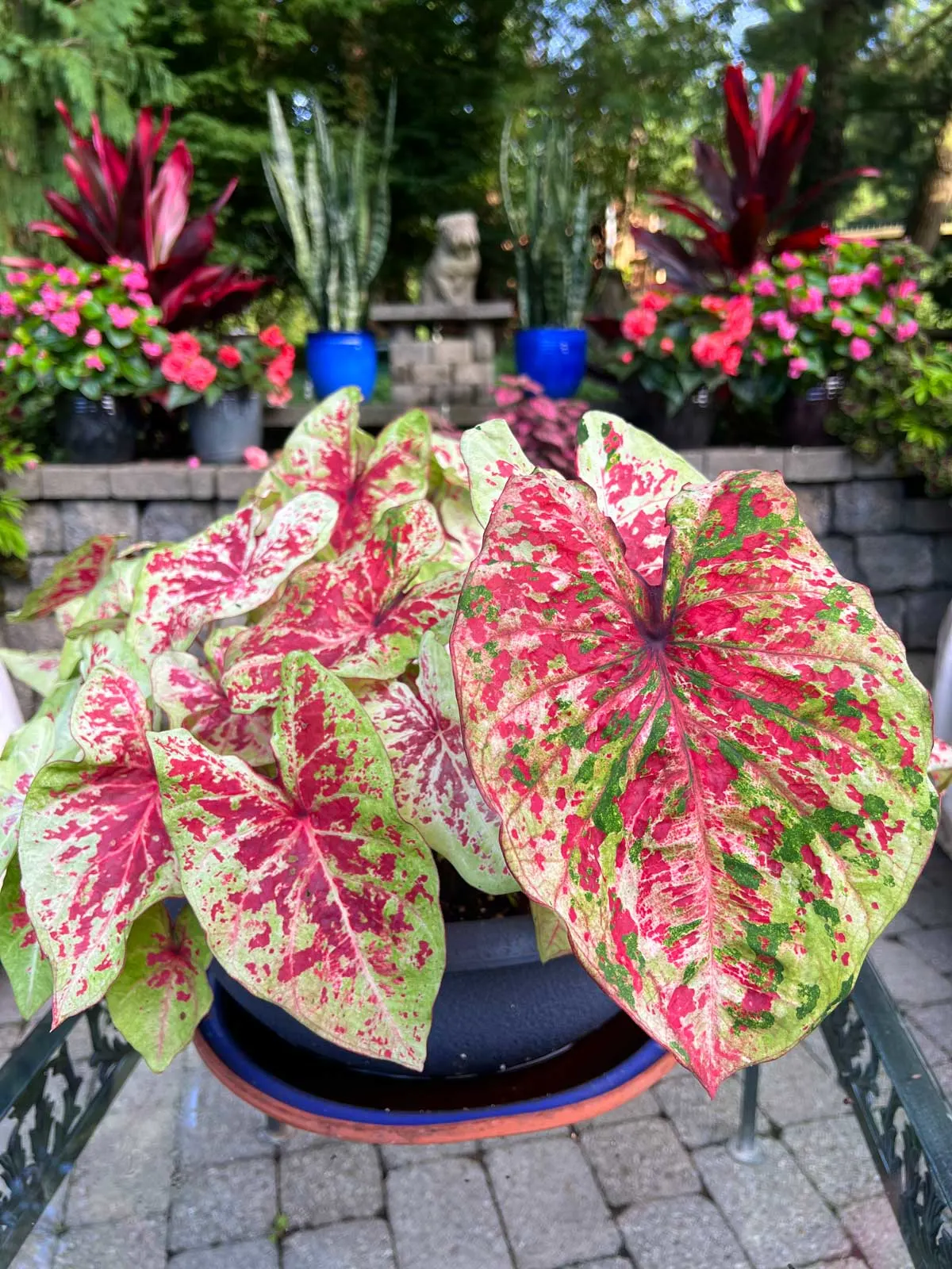 caladium-problems-raspberry-moon