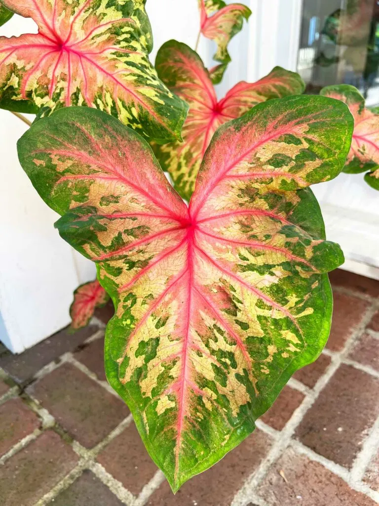 caladium-problems-clowning-around