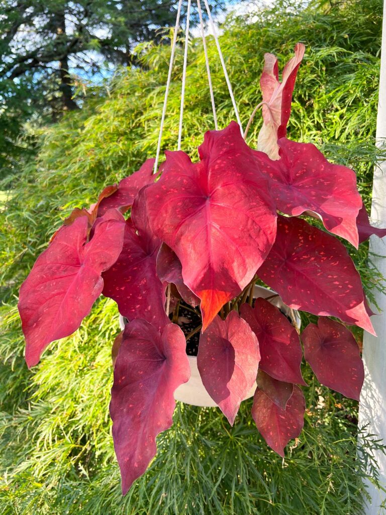 caladium-problems-burning-heart