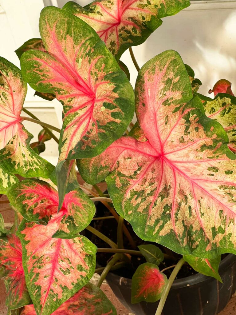 Caladium-problemas-perdiendo el tiempo