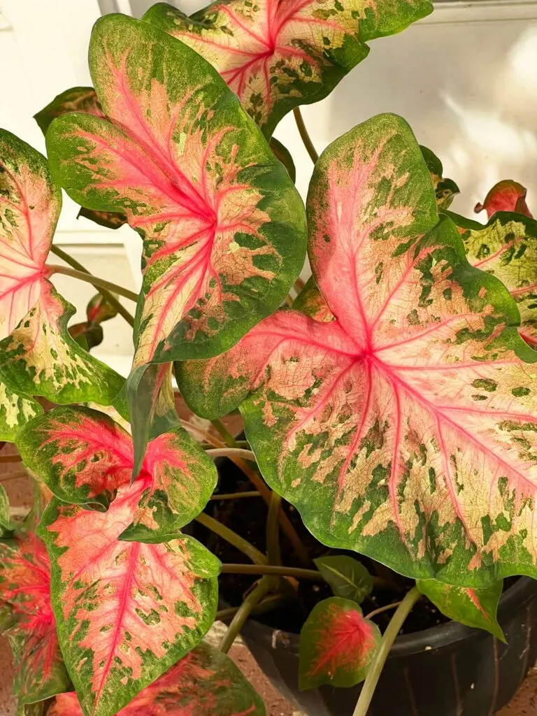 caladium-problems-clowning-around