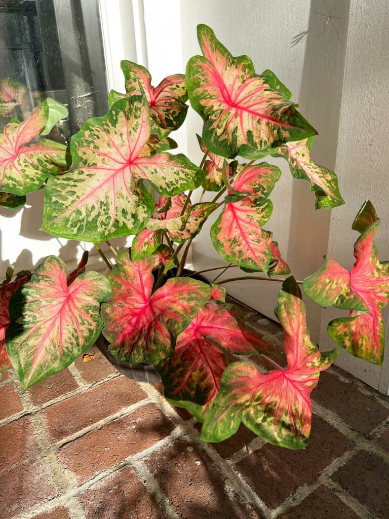 caladium-problems-clowning-around