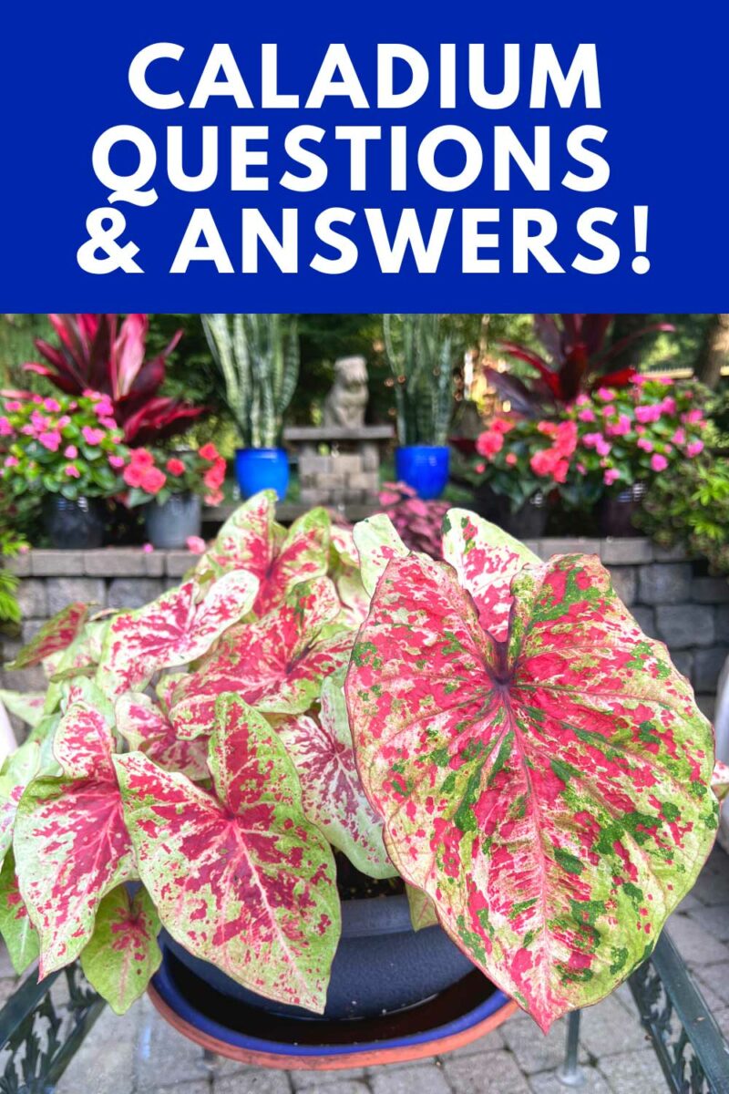 Caladium Problems 10 Common Problems & Questions Answered!
