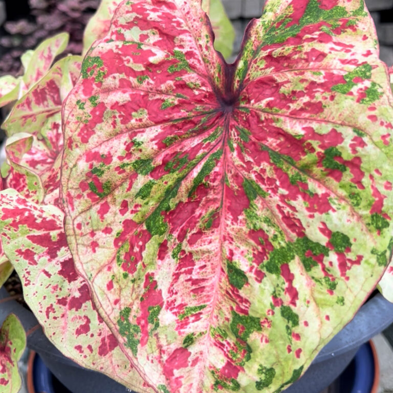 Caladium Problems: 10 Common Problems & Questions Answered!
