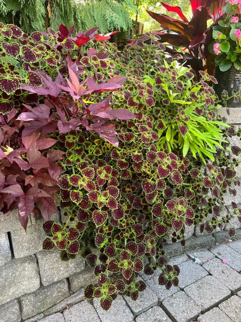 coleus-colorblaze-chocolate-drop