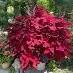 Should You Deadhead Coleus? Why This Matters & What To Do coleus-colorblaze-rediculous