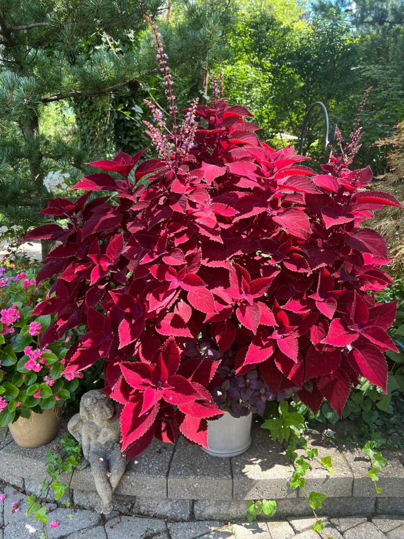Should You Deadhead Coleus? Why This Matters & What To Do