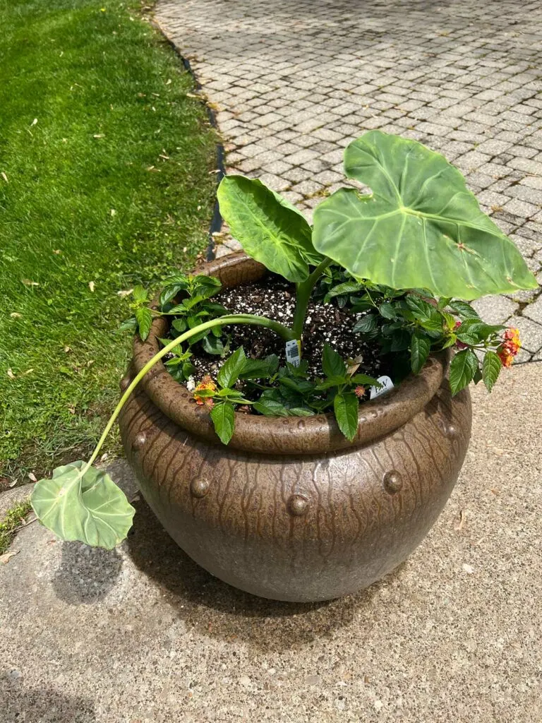 colocasia-leucocasia-gigantea-thailand-giant