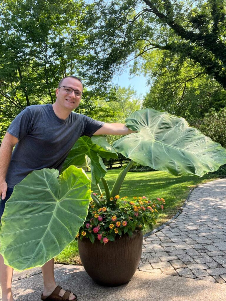 colocasia-leucocasia-gigantea-thailand-giant