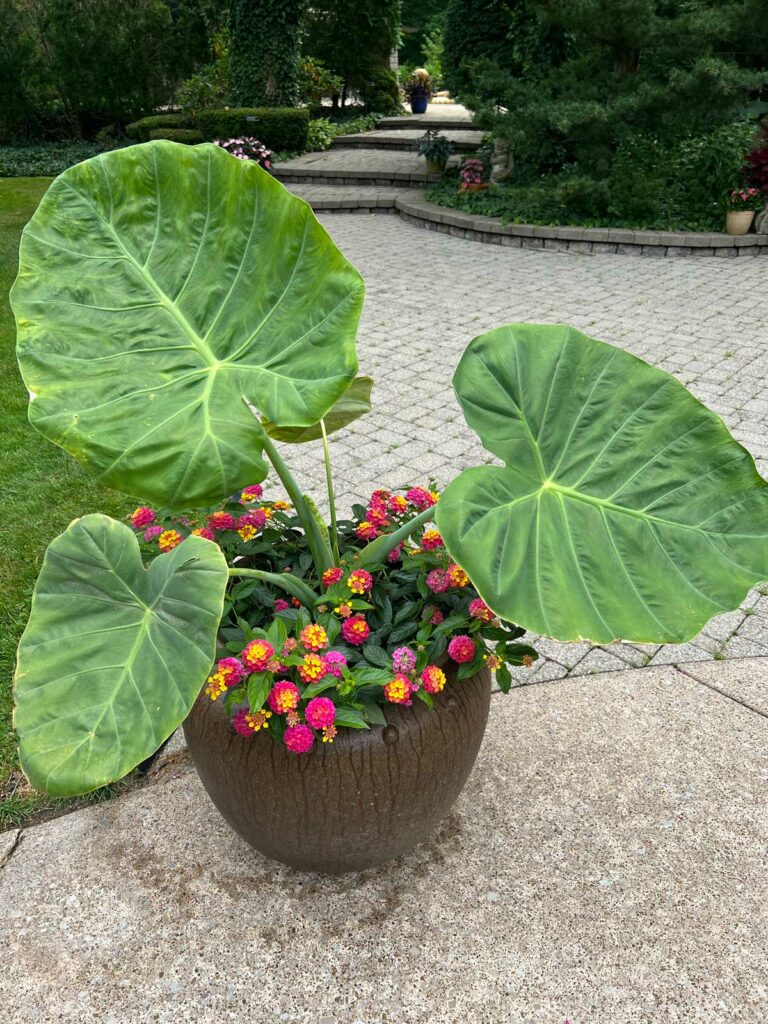 colocasia-leucocasia-gigantea-thailand-giant